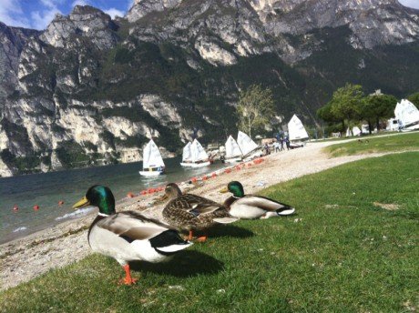 optimist meeting lake garda ph s veneziano